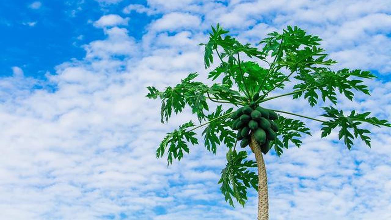 7 Jenis Tanaman Kebun Mini yang Sebaiknya Tidak Ditanam Dekat Rumah