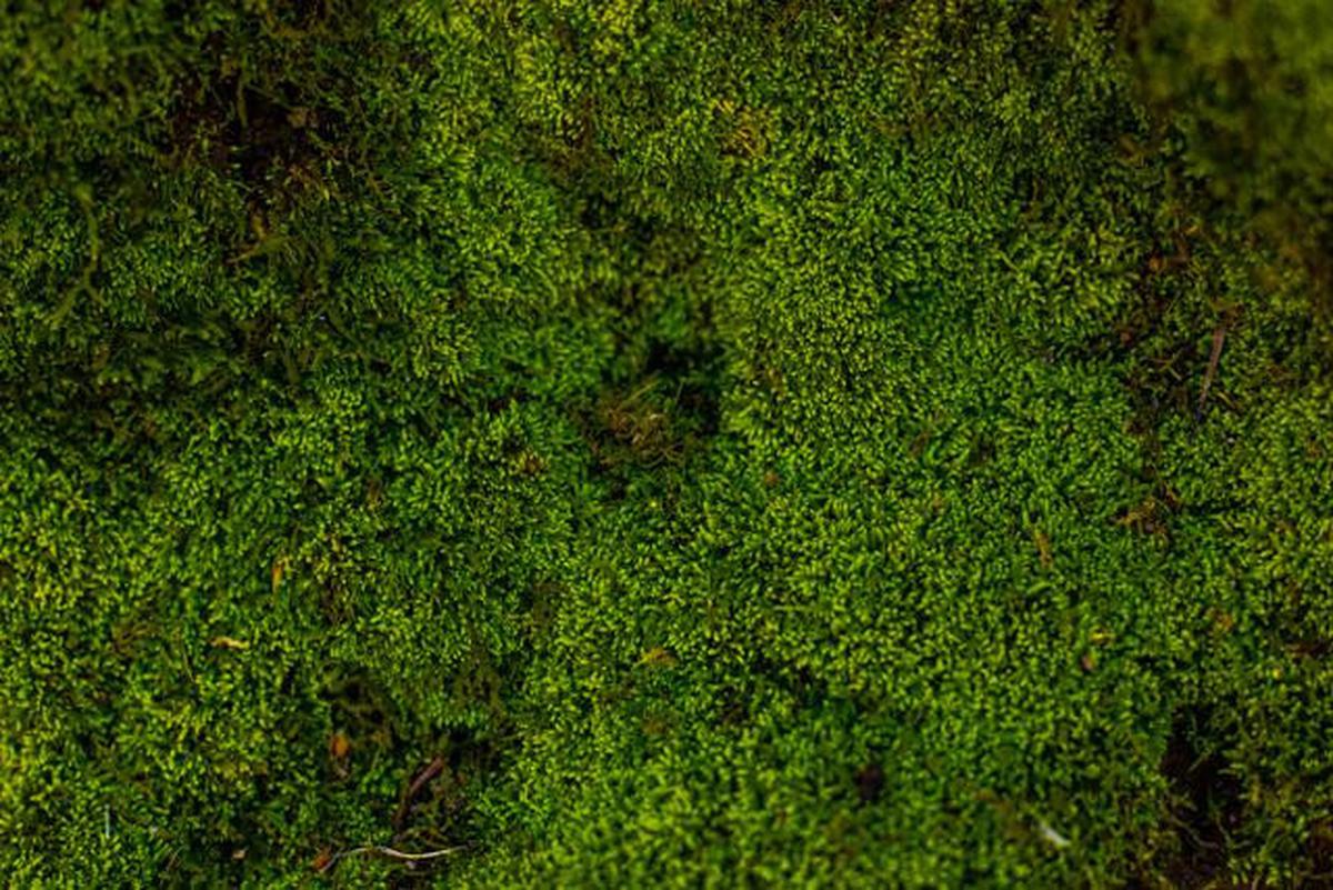 8 Tanaman Hias Terbaik untuk Kamar Mandi Lembap Tanpa Jendela