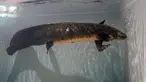 Methuselah, ikan lungfish Australia terlihat di akuarium di San Francisco, Senin (24/1/2022). Methuselah adalah ikan lungfish Australia sepanjang 4 kaki, 40 pon yang dibawa ke California Academy of Sciences pada tahun 1938 dari Australia. (AP Photo/Jeff Chiu)