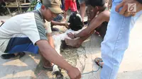 Pedagang mengikat kambing yang dibeli di kawasan Kemayoran, Jakarta, Kamis (31/8). H-1 jelang Idul Adha, hewan kurban mulai didistribusikan para pedagang kepada sejumlah pembeli di Ibukota. (Liputan6.com/Immanuel Antonius)