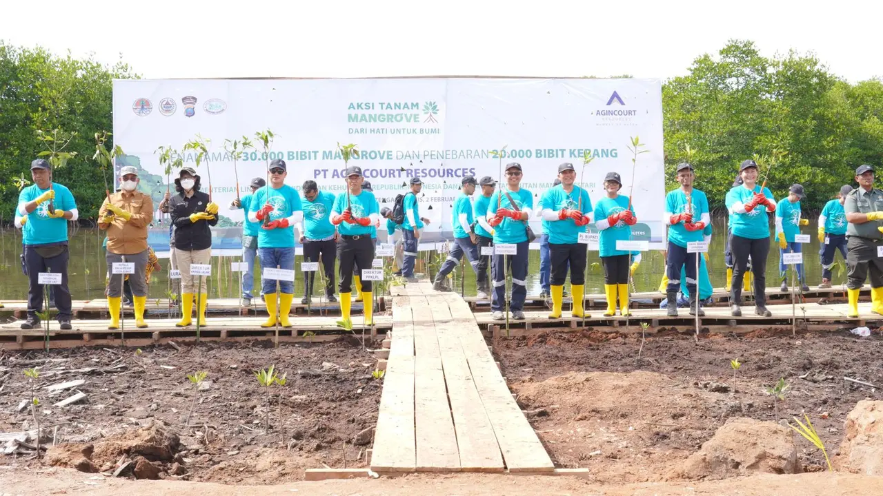 Tanam mangrove