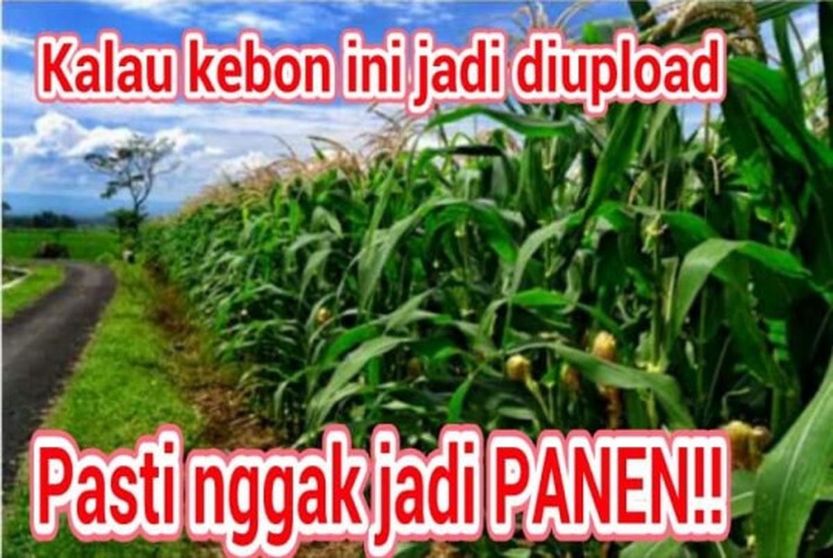 Meme-meme konyol sindir alayers rusak taman bunga Amarillys
