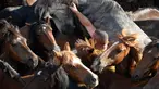 Seorang pria atau biasa disebut Aloitadors mencoba berpegangan pada kuda liar selama festival tradisional "Rapa das Bestas" di Desa Sabucedo, Spanyol, 7 Juli 2018. Festival tradisional ini sudah berlangsung sejak 400 tahun lalu. (AFP/MIGUEL RIOPAv)