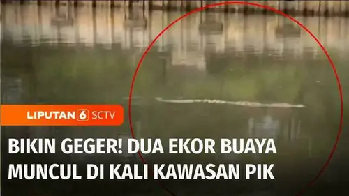 VIDEO: Bikin Geger Warga! Dua Ekor Buaya Muncul di Kali Pantai Indah Kapuk, Jakarta Utara
