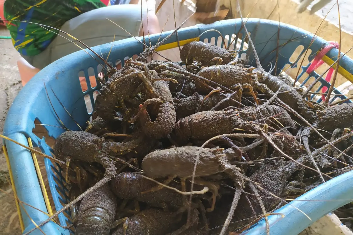 Lobster segar hasil tangkapan nelayan pantai selatan Garut, Jawa Barat, tengah melimpah saat imlek tahun ini
