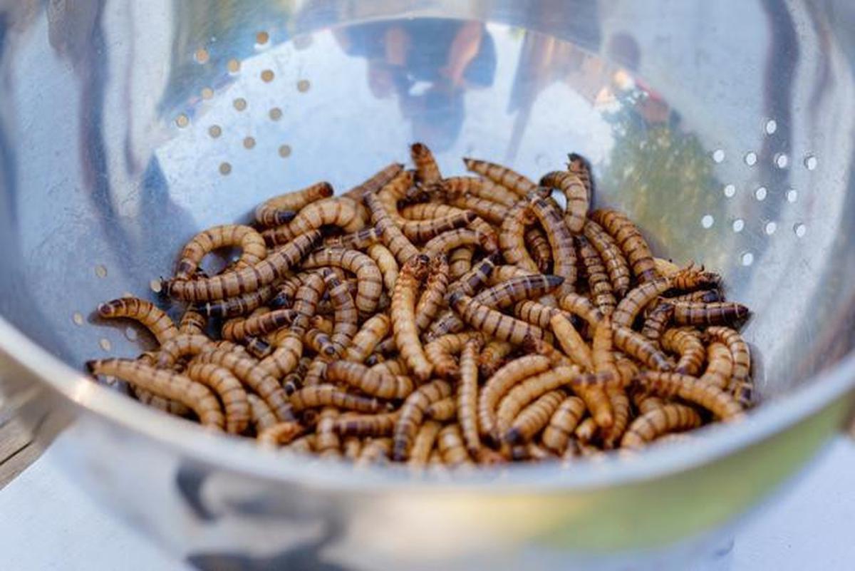 7 Cara Mengusir Lalat dengan Garam, Terbukti Ampuh dan Mudah Dilakukan