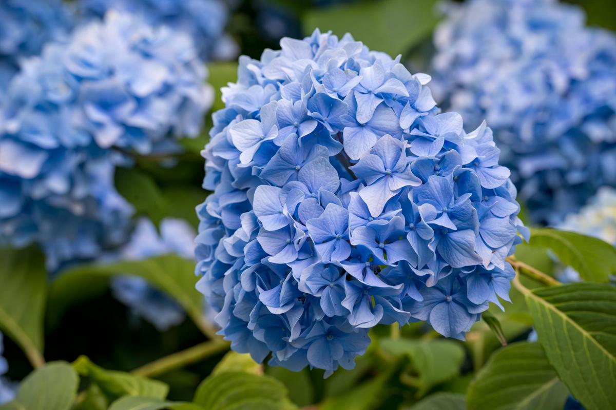 Hydrangea Panjat