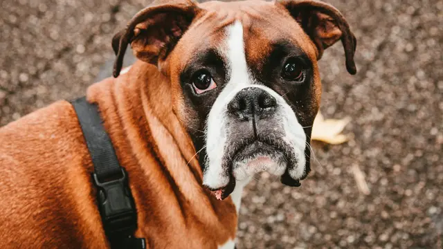 Boxer