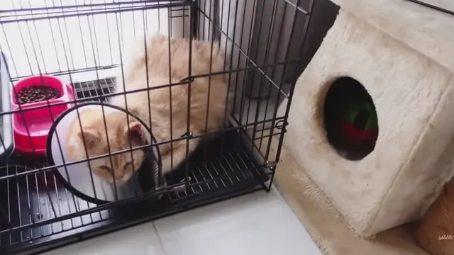 Kucing di Rumah Salshabilla Adriani dan Ibrahim Risyad (Foto: Salshabilla TV)