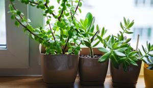 Hobi koleksi tanaman hias? Intip 5 tanaman yang dapat membawa hoki menurut ahli Feng Shui. (Foto: Unsplash - Alena Ganzela)