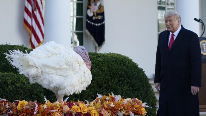 Presiden Donald Trump berjalan untuk mengampuni Corn si Kalkun Thanksgiving Nasional di Rose Garden, Gedung Putih, Washington, Amerika Serikat, Selasa (24/11/2020). Thanksgiving adalah hari libur resmi di Amerika Serikat. (AP Photo/Susan Walsh)