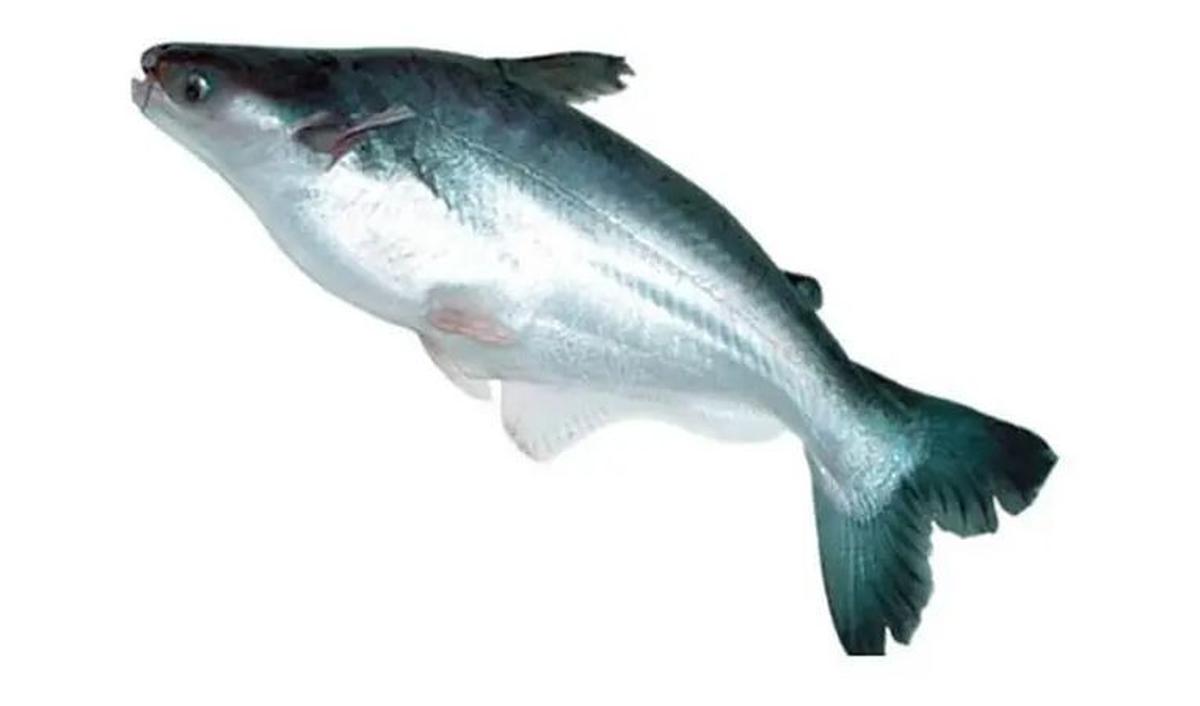 <b>8. Ikan Patin</b><br>