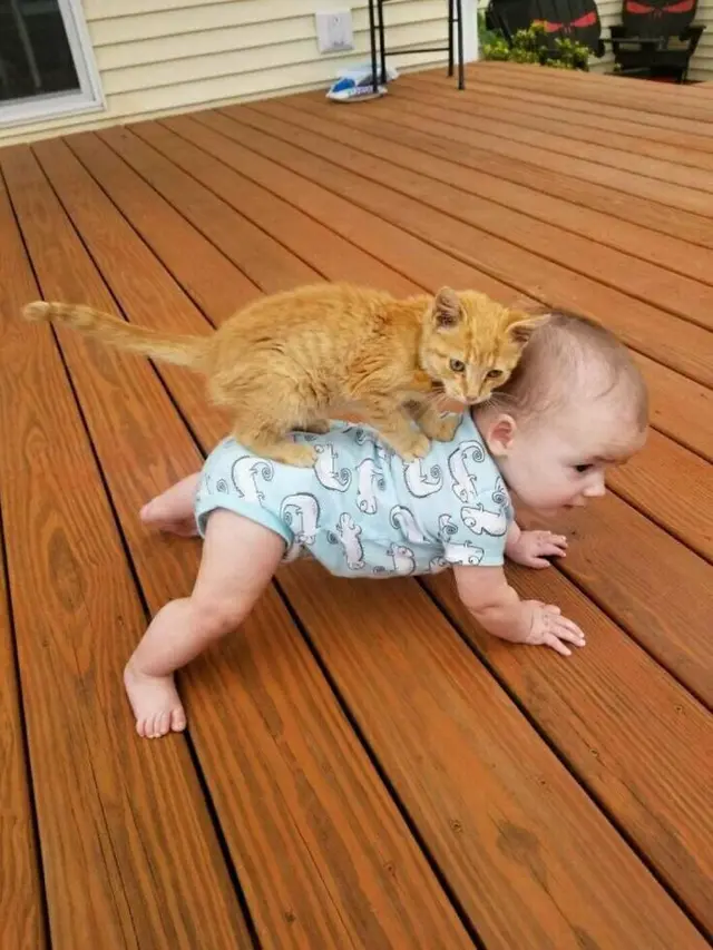 10 Tingkah Unik Kucing yang Bikin Nggak Habis Pikir