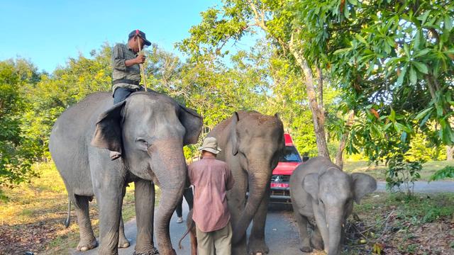 Deretan Potret Bayi Gajah Sumatera Betina yang Baru Lahir di Way Kambas, Beratnya 64 Kilogram
