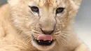 Seekor dari bayi singa berber (Panthera leo leo) beristirahat di kandang mereka di kebun binatang Dvur Kralove, Republik Ceko, Senin (8/7/2019). Singa berber atau dikenal juga dengan nama singa atlas atau singa nubia, adalah subspesies dari singa yang telah punah di alam liar sekitar abad ke-20. (AP