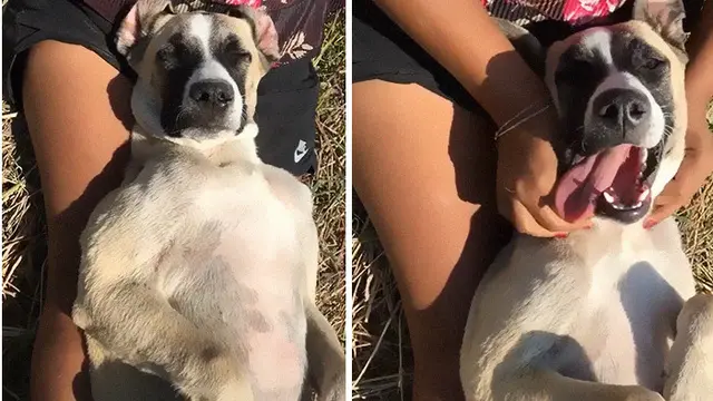 Punya Gangguan Kecemasan Anjing Ini Ngambek Jika Ditinggal Sendiri