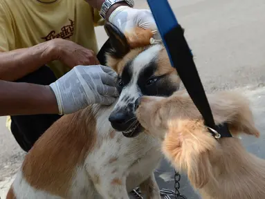 Petugas menyuntikkan vaksin anti rabies pada anjing milik warga di Kelapa Dua Wetan, Ciracas, Selasa (8/1). Kegiatan ini memberikan edukasi tentang pentingnya peran serta masyarakat dalam mempertahankan Jakarta Timur bebas rabies (Merdeka.com/Imam Buhori)
