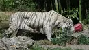Hewan pemangsa seperti singa atau anjing laut ditawari es loli yang terbuat dari daging sapi atau ikan, tergantung pada makanan mereka. (Andreas SOLARO / AFP)