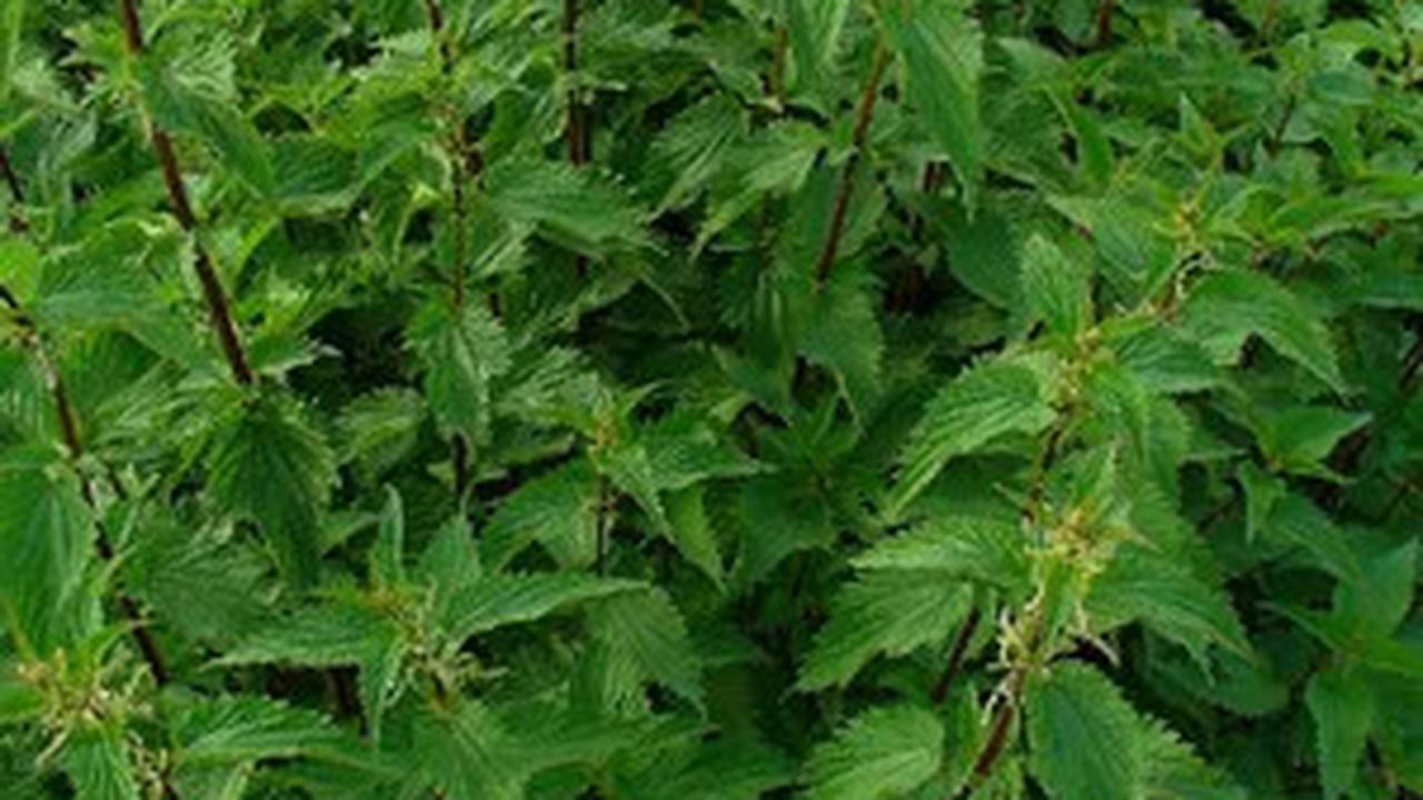 Tanaman Herbal Akar Kucing