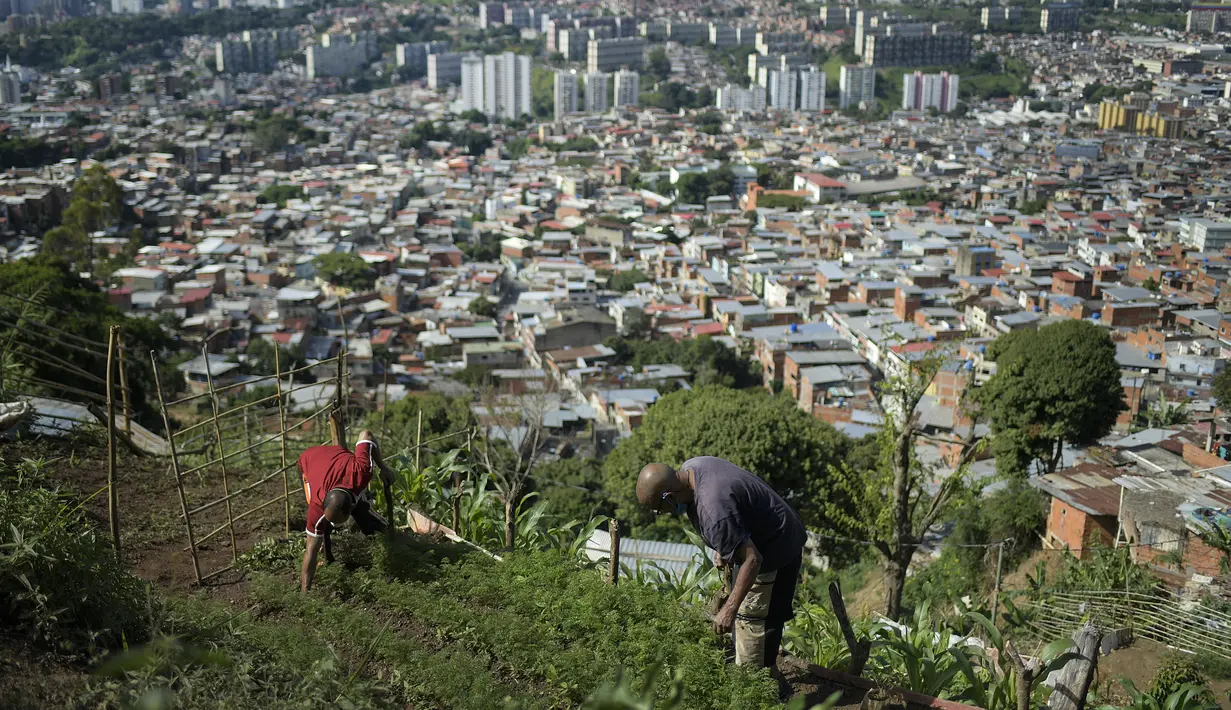 Edgar Martinez (kiri) dan ayahnya Antonio Martinez merawat tanaman mereka di lereng bukit di atas Caracas, Venezuela (13/9/2020). Penduduk Caracas menanam tanaman di mana pun mereka dapat menemukan ruang, menggunakan hasil panen mereka untuk konsumsi mereka sendiri. (AP Photo/Matias Delacroix)