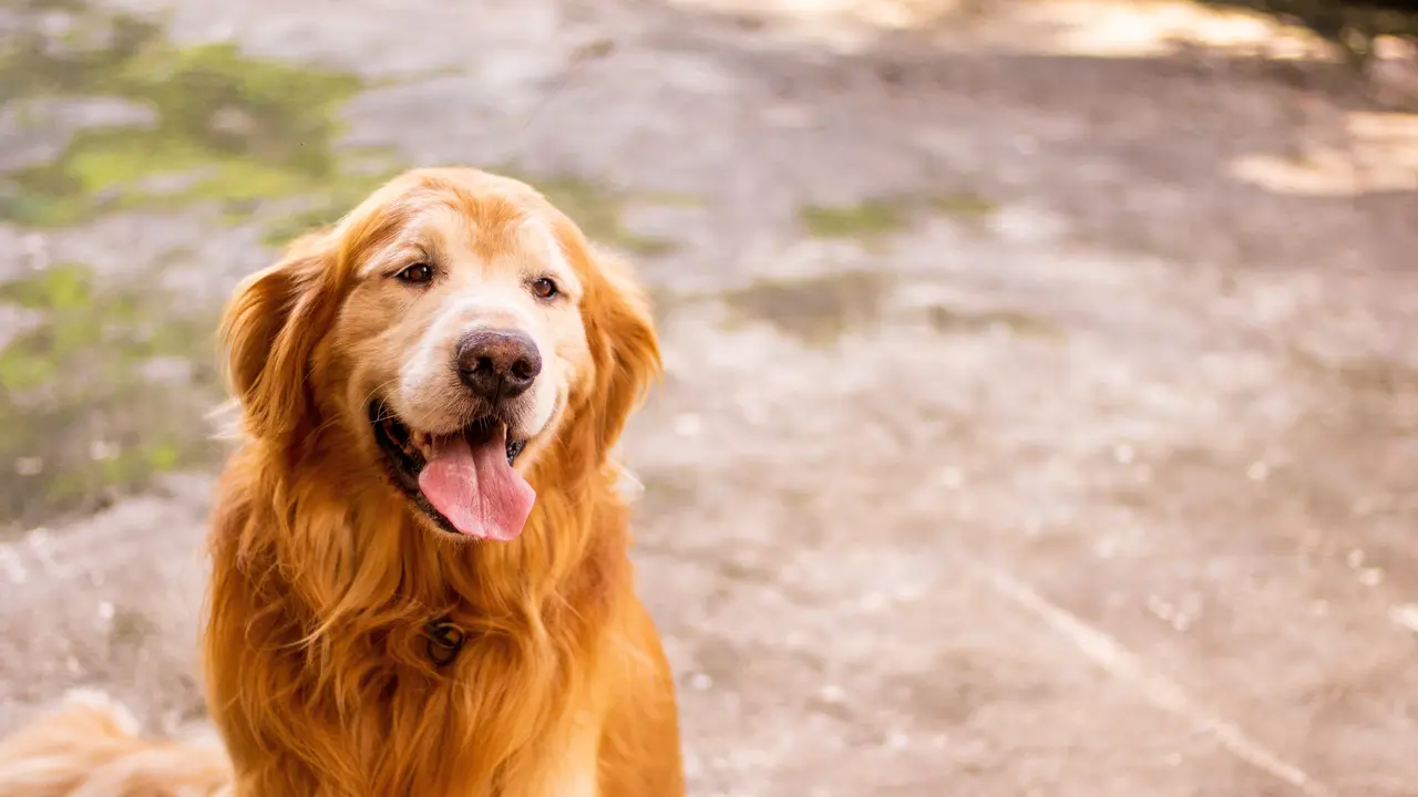 Golden (unsplash.com/ Diego Passadori)