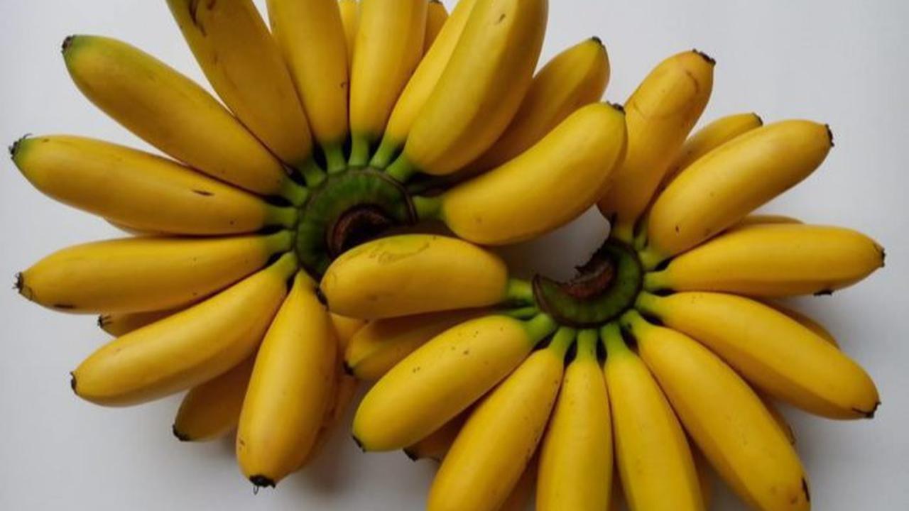 Pisang Mas Kirana Lumajang