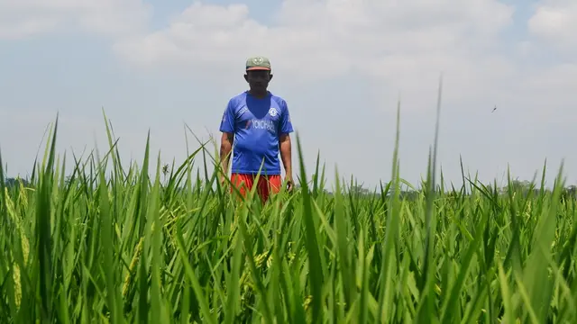 Petani Kalimanah Kulon, Kalimanah, Purbalingga berada di tengah sawah. (Foto: Liputan6.com/Muhamad Ridlo)
