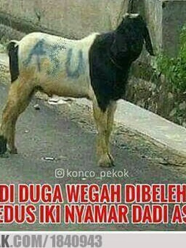 6 Potret Kambing Menyamar Jelang Dikurban Ini Bikin Ngakak