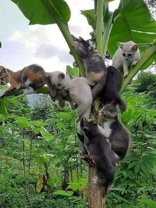 6 Tingkah Kucing Panjat Pohon Pisang Ini Bikin Geleng Kepala