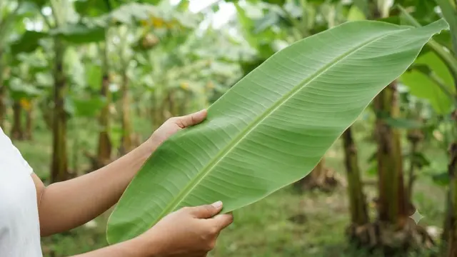 Cara Membekukan Daun Pisang agar Tidak Mudah Sobek