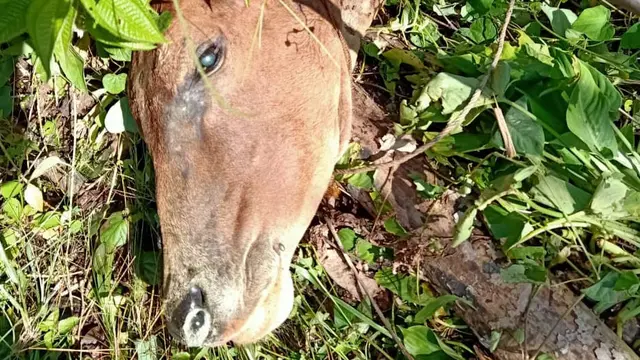 Ternak warga dimangsa harimau