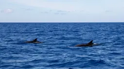Paus pembunuh palsu terlihat di Laut China Selatan pada 18 Juli 2020. Akademi Ilmu Pengetahuan China pada 28 Juli 2020 mengatakan tim peneliti China menemukan 11 spesies paus di Laut China Selatan selama ekspedisi ilmiah laut dalam. (Xinhua/Zhang Liyun)
