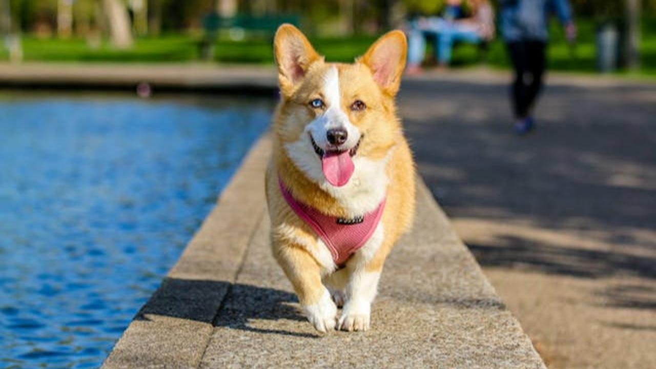 Kebiasaan Menjilati Kaki pada Anjing: Tanda Cinta atau Gejala Penyakit?