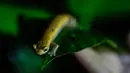 Seekor salamander Mombacho bersiap untuk berpindah tempat di Mombacho Volcano Natural Reserve di Granada, Nikaragua (18/3). Salamander Mombacho adalah hewan endemik Nikaragua yang terancam punah. (AFP/Inti Ocon)