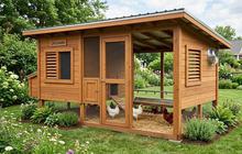 Kandang Ayam Lebih Sehat dengan Sistem Ventilasi Silang, Ini Cara Merancangnya
