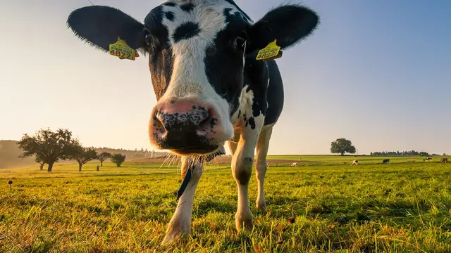 Cow