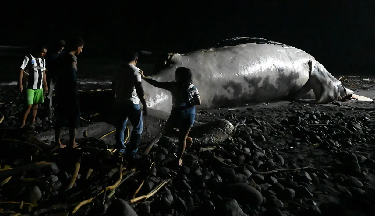 Orang-orang melihat yang ditemukan mati terdampar di pantai Las Flores di La Libertad, El Salvador, Jumat (5/11/2021). Sejauh ini, penyebab kematian paus bungkuk dengan panjang lebih dari 15 meter itu belum diketahui. (Sthanly ESTRADA / AFP)