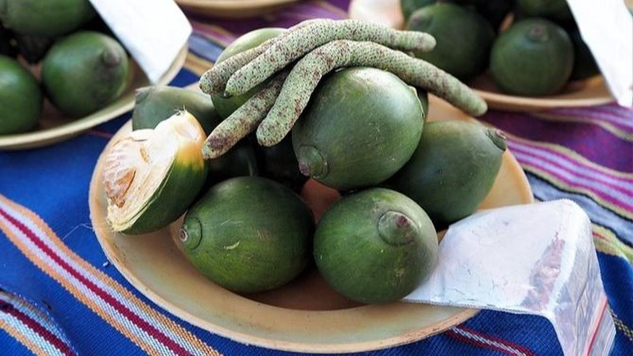 Konsumsi buah pinang dapat membantu meningkatkan imunitas tubuh dan memperbaiki fungsi pencernaan.