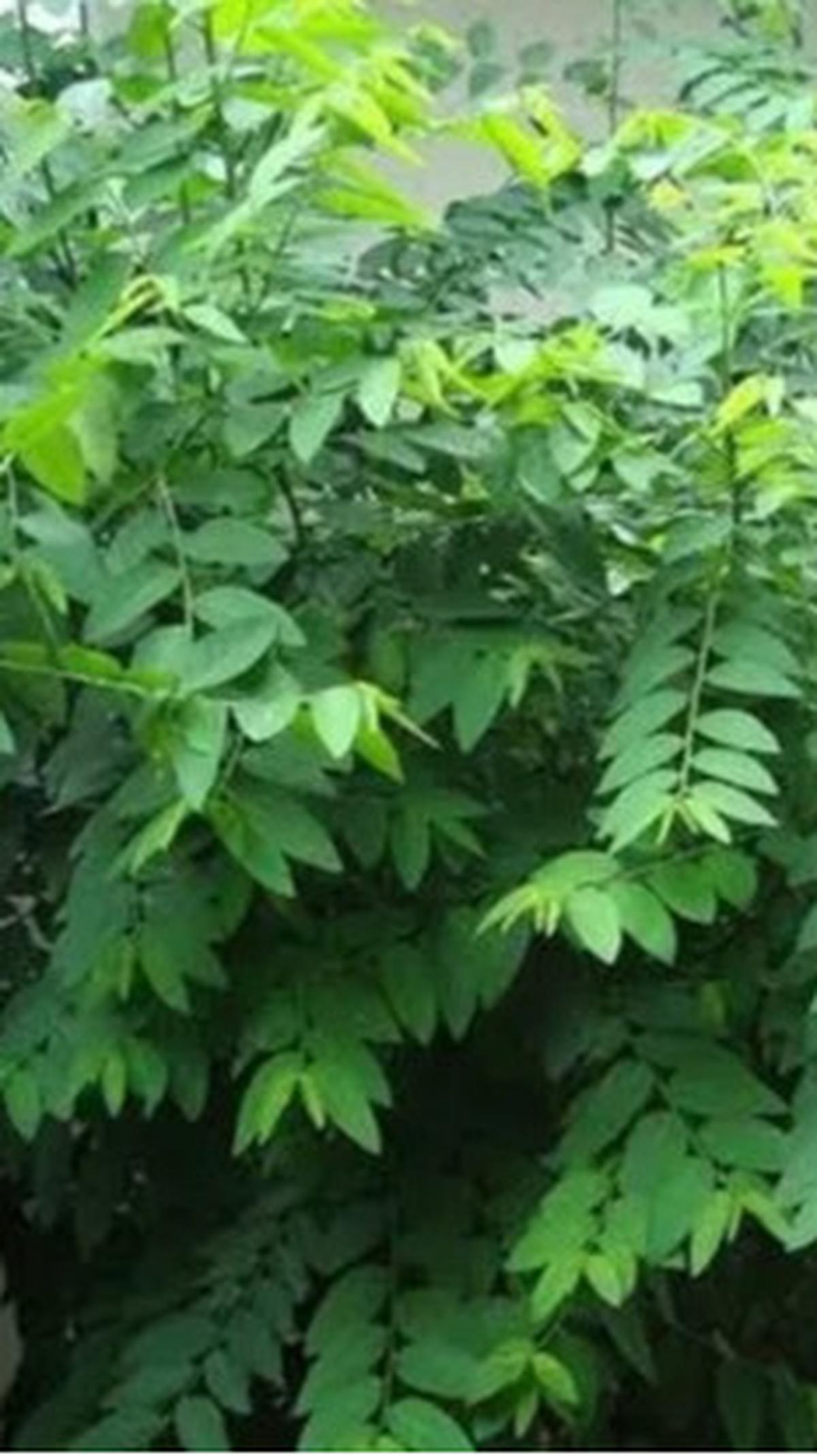 Dengan memahami potensi kesehatan daun katuk dan mengonsumsinya secara bijak, Anda dapat menikmati manfaatnya tanpa risiko yang tidak perlu.&nbsp;