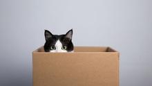 Ilustrasi kucing di kotak kardus.