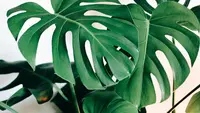 Cara Menyiram Monstera agar Daun Lebar dan Tidak Mudah Busuk