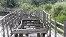 Jembatan penghubung tampak rusak dan rapuh di Suaka Marga Satwa Muara Angke Balai Konservasi Sumber Daya Alam DKI Jakarta, (18/3). Semula SMMA ditetapkan sebagai cagar alam oleh pemerintah Hindia Belanda pada 17 Juni 1939. (Liputan6.com/Gempur  M Surya)