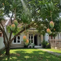 Cara Membuat Pohon Mangga Berbuah di Luar Musim. (Foto: AI)