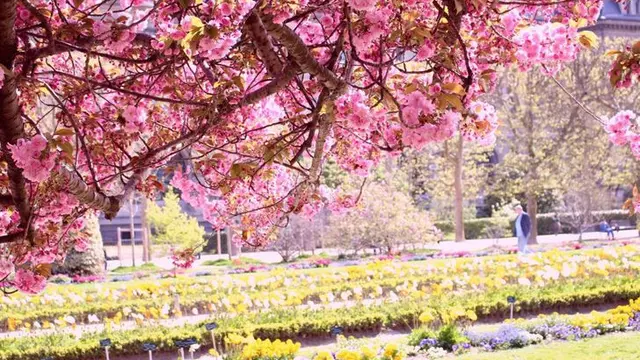 Tak Hanya Jepang, Potret Keindahan Bunga Sakura di 6 Negara Dunia Ini Bikin Takjub