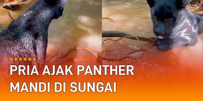 VIDEO: Ngeri-Ngeri Gemas, Pria Ajak Panther Mandi di Sungai