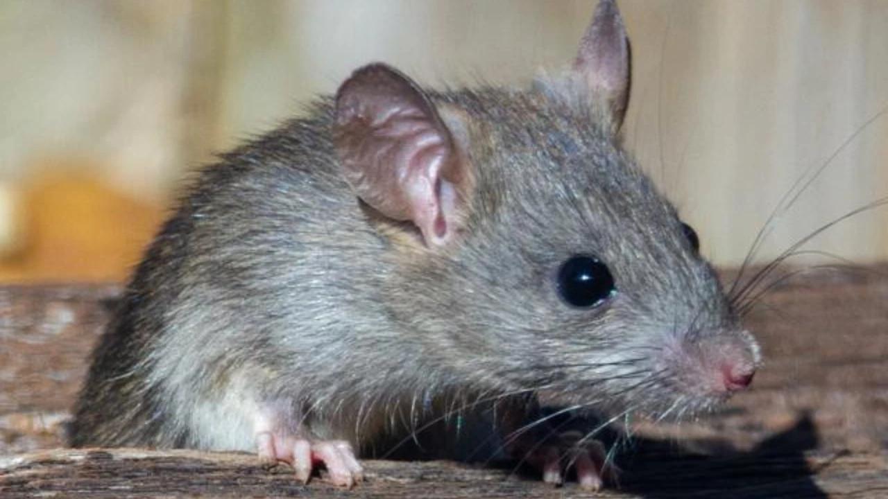 Racun Tikus vs Perangkap, Mana yang Lebih Efektif Usir Tikus saat Musim Hujan? ini Perbandingan untuk Penggunaan Maksimal
