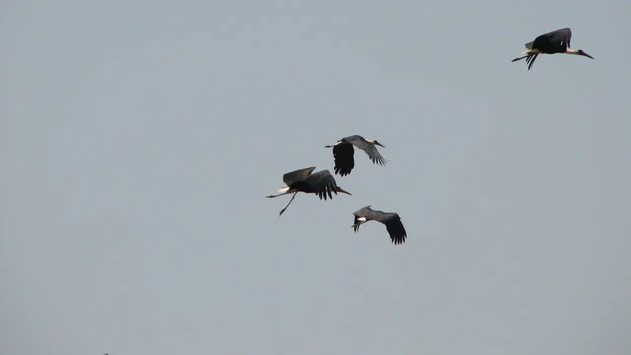 Burung Migran