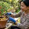 9 Cara Mengusir Semut dari Pot Cabai Tanpa Merusak Tanaman, Ampuh dengan Bahan Alami