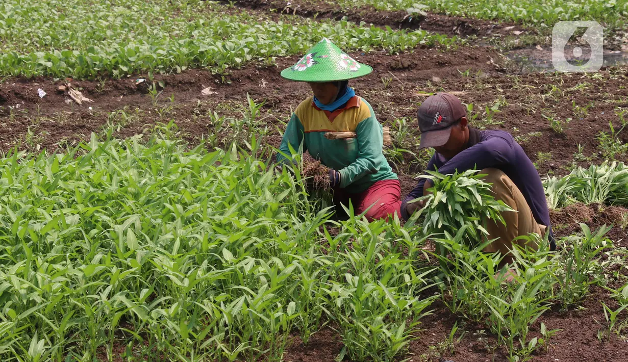 Petani tengah memanen kangkung di kawasan Tangerang, Banten, Jumat (24/7/2020). Kakung tersebut nantinya akan di jual ke pasar di sekitar wilayah tersebut dengan harga 3000 per ikat. (Liputan6.com/Angga Yuniar)
