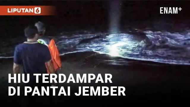 VIDEO: Hiu Tutul Panjang 3 Meter Terdampar Dalam Kondisi Hidup di Jember